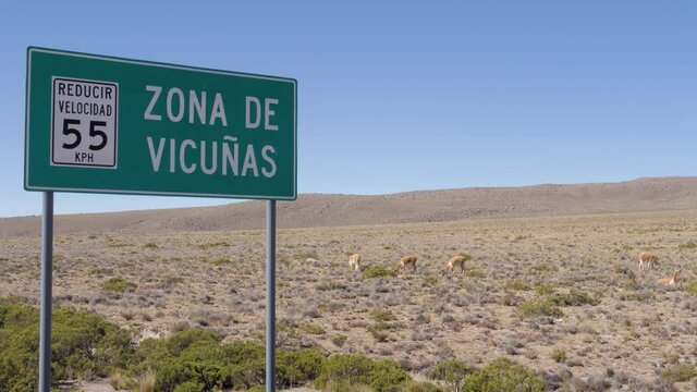 Sign warning of vicunas near some vicunas eating plants on the Andes mountain range in Peru