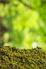 Green moss on tree in forest, close up and nature background