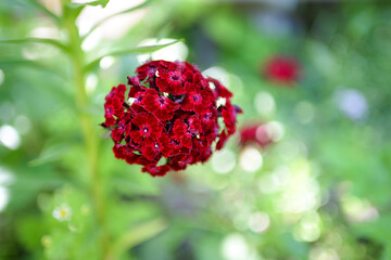 Carnation garden, flower in the garden (Dianthus barbatus)