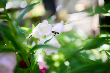 Campanula, flower in the garden