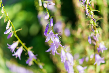 Campanula, flower in the garden