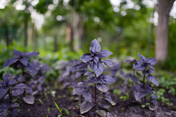 Basil, plant in the garden