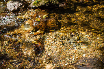 Hojas sobre el r&iacute;o