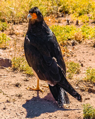 Eagle Standing at Ground, Aconcagua Park, Mendoza, Argentina