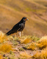 Eagle Standing at Ground, Aconcagua Park, Mendoza, Argentina
