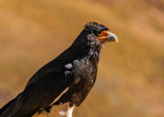 Eagle Standing at Ground, Aconcagua Park, Mendoza, Argentina