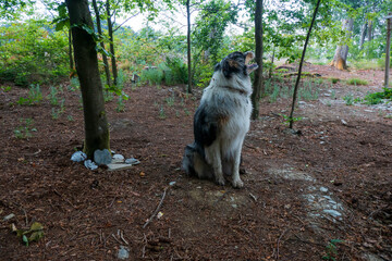 Ruhehain in einem sehr schönen Wald in der Eifel - Hund sitzt traurig an einem Urnengrab