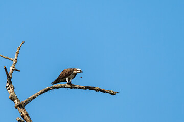 Osprey with kill