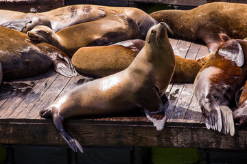 Sea lion at Pier39, San Francisco, California, USA