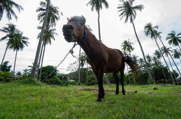 Naklejka premium Beautiful brown inquisitive horse is stare directly at the camera with a palm trees on background. Horse grazing under the palm trees.