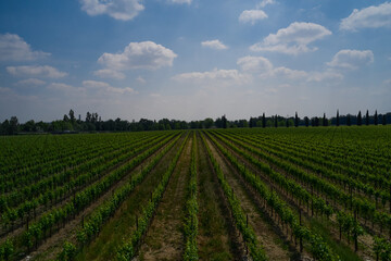 Vineyard plantations, panoramic aerial view north of Italy