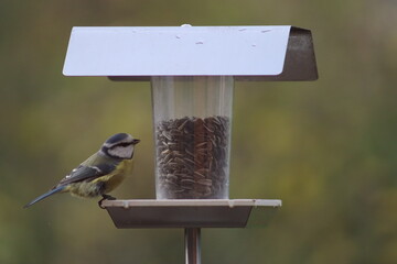 Vögel füttern | Vögel füttern