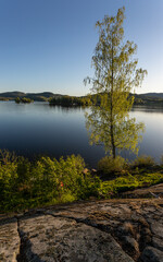 Fototapeta na wymiar Tree beside a lake. Bjork is name of the tree.