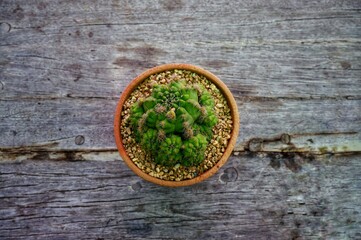 green moss on the stone wall