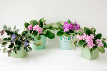 Four violets of purple, pink and lilac color stand on a light background in a semicircle in small pots