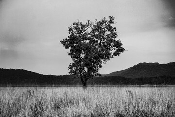 misty morning in the forest