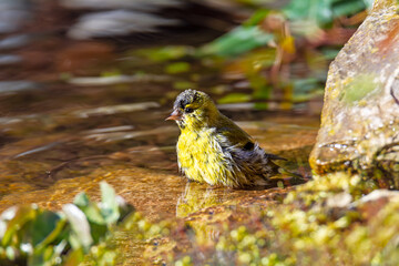 Male siskin bird taking a bath in the pond
