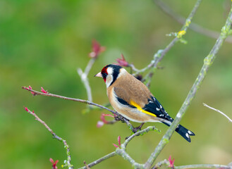 Fototapeta premium European goldfinch sitting on the branch of a tree