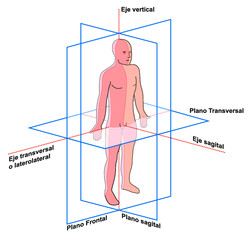 Planos y ejes del cuerpo humano
