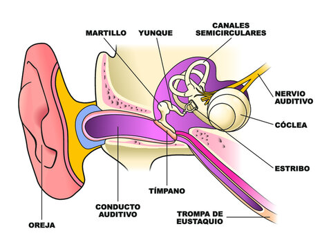 Partes del o&iacute;do humano