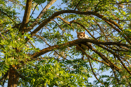 Gato refugiado entre las ramas de un árbol.