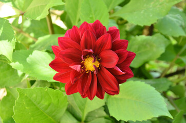 Obraz premium Beautiful Dahlia Flower in the Garden