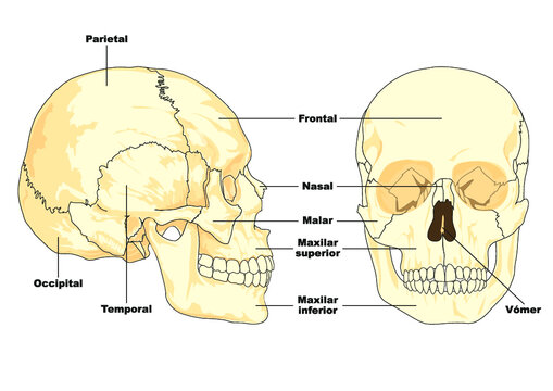 Esquema de un cráneo humano