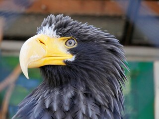 Head of Haliaeetus pelagicus sitting on a branch.