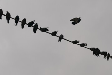 Silhouette pigeons perched on wire under dull sky
