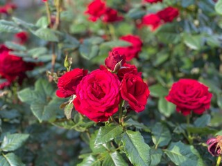 red roses in garden