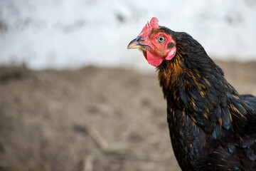 Close up of chickens in the coop. Hen in a farmyard - selective focus
