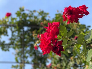 red rose against blue sky