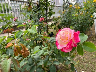 pink roses in a garden