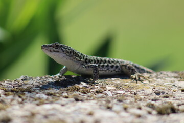 Eidechse auf Stein | Lizard on stone