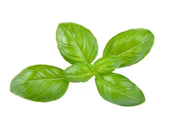 liść bazylii