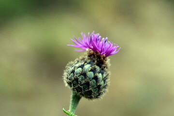 Aufgehende Blüte einer Skabiosen-Flockenblume