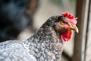 Close up of chickens in the coop. Hen in a farmyard - selective focus
