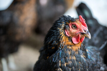 Close up of chickens in the coop. Hen in a farmyard - selective focus