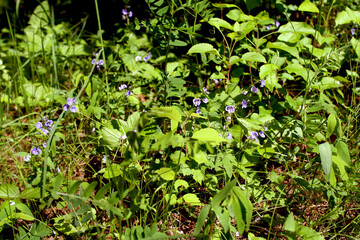 Beautiful vegetation of the Belarusian forest