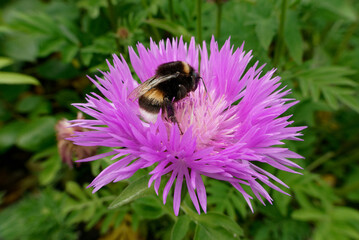 Insektennahrung