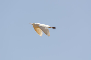 Egret in flight