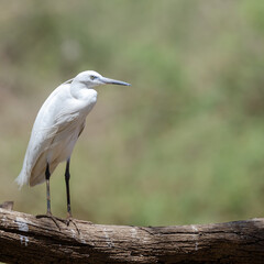 Little egret standing on tree branch