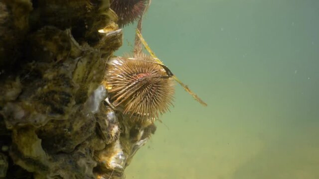 Red sea urchin attached to a reef with oyster shells 4k stock footage