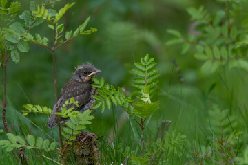 Juvenile Fieldfare patiently awaiting parent
