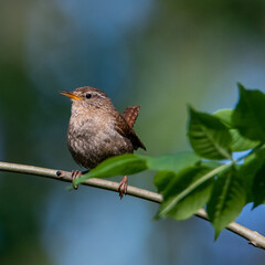 Eurasian wren perched on branch