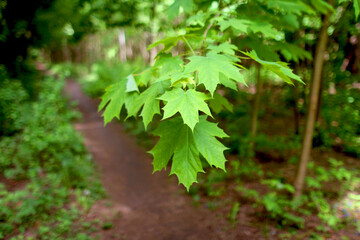 Beautiful vegetation of the Belarusian forest