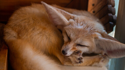Obraz premium Close up Fennec fox(Desert fox) is sleeping.