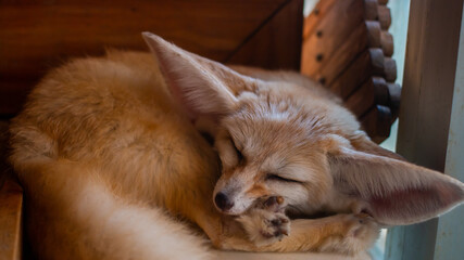 Close up Fennec fox(Desert fox) is sleeping.
