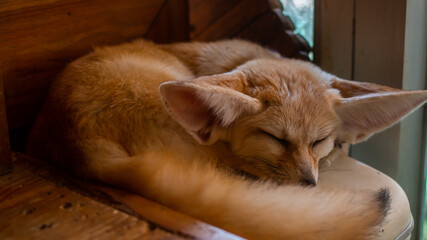 Obraz na płótnie Canvas Close up Fennec fox(Desert fox) is sleeping.