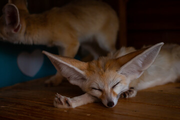 Close up Fennec fox(Desert fox) is sleeping.